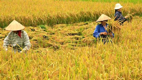 Summer harvest ng palay sa Luzon, masagana sa kabila ng umiiral na krisis pangkalusugan | RMN ...