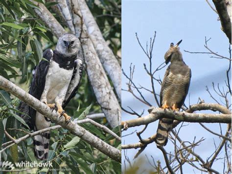 Size of Harpy Eagle | Rainforest Top Predator | Whitehawk Birding Blog