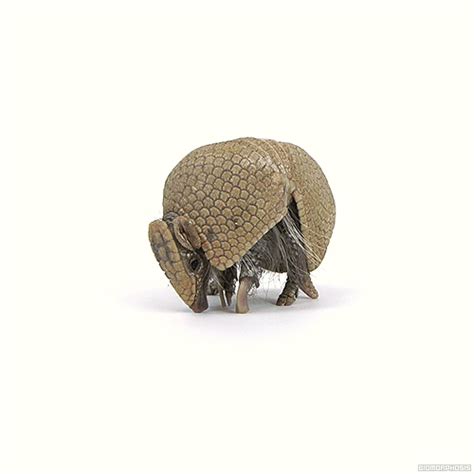 Friday Link Pack | Interesting animals, Armadillo, Animals