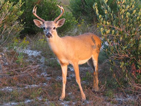 National Key Deer Refuge - 31 Photos - Landmarks & Historical Buildings ...