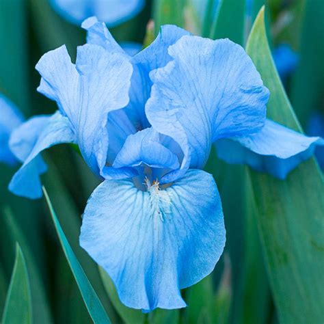 Shop Forever Blue Dwarf Reblooming Bearded Iris | Breck's