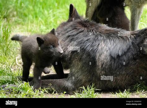 Timber wolf, american wolf (Canis lupus occidentalis) pups at burrow ...