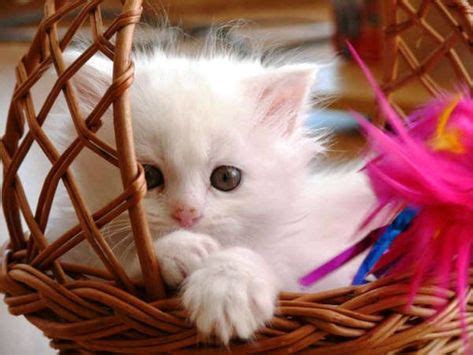 Beautiful White Kitten | Baby cats, Kittens cutest, Cute baby cats