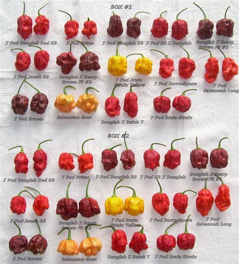 Posted Image | Chillies | Pinterest | Pepper, Chilis and Herbs