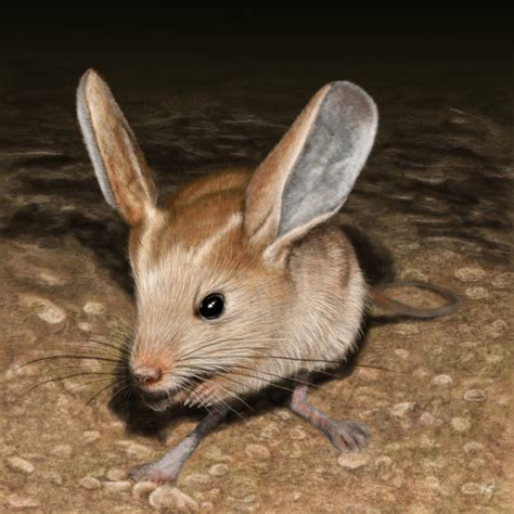 Long-Eared Jerboa - Facts, Diet, Habitat & Pictures on Animalia.bio