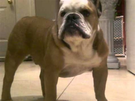 Angry Bulldog barking - YouTube