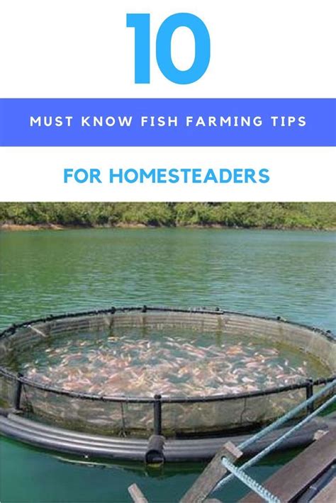 10 Must Know Fish Farming Tips For Homesteaders. | Ideahacks.com | Fish farming, Aquaponics ...