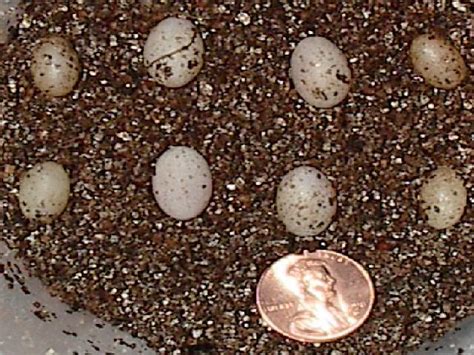 kingsnake.com photo gallery > Alligator Lizards > kingii eggs