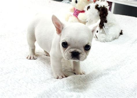 Teacup French Bulldog Puppy Animals Wallpapers HD | Bulldog puppies, Cute dogs and puppies ...