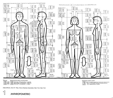 architectural graphic standards | Human dimension, Human, Architecture