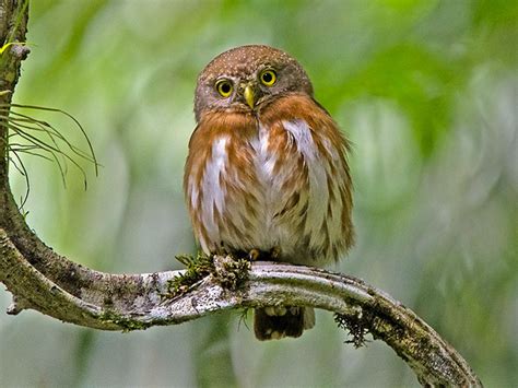 Birds of The World: Pygmy Owls (Strigidae)