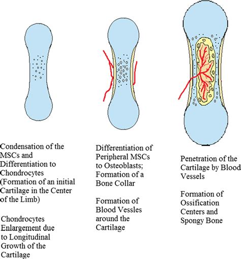 Stages of the endochondral bone formation | Download Scientific Diagram