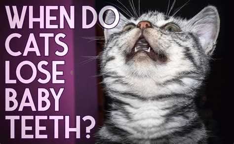 When Do Cats Lose Baby Teeth? - CatWiki