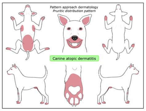 Canine Atopic Dermatitis Flashcards | Quizlet