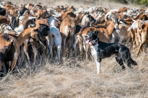 Training Your Border Collie to Herd Like a Pro: The Complete 10-Step Guide - Border Collies Life