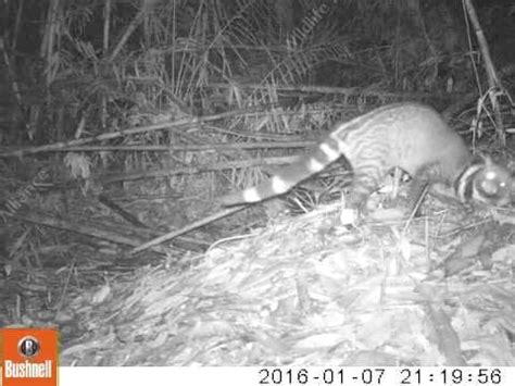 The scent of a Civet - Wildlife Alliance