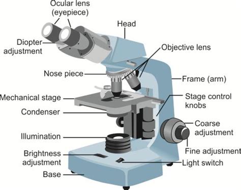 Binocular Microscope Labelled Diagram Micropedia | My XXX Hot Girl