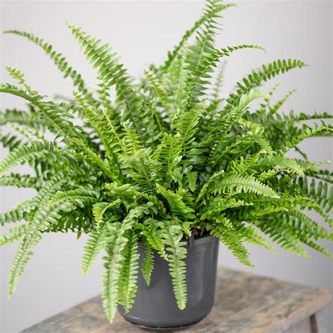 Potted Nephrolepis Boston Fern Indoor Decorative House Gift Plant ...