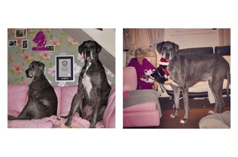 Freddy the Great Dane is World’s Tallest Living Dog | PetGuide