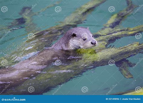 Otter in the water stock photo. Image of beautiful, playful - 22149896