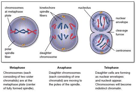 Sister Chromatids Meiosis