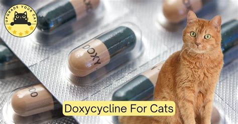 Doxycycline For Cats: Dosage Chart & Calculator