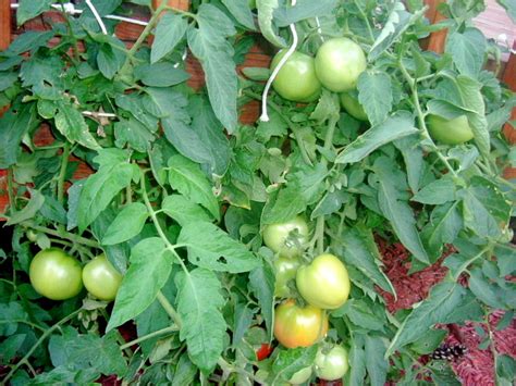 How To Rejuvenate Tomato Plants For a Late Summer Harvest | Tomato ...