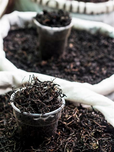 Black Tea From Georgian Plantation Sold On A Local Market. Photograph by Magdalena Paluchowska ...