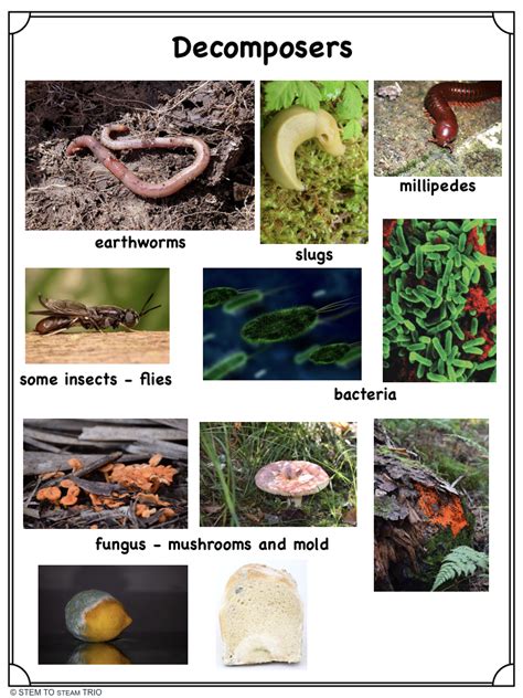 What are Decomposers? Non-Fiction Text and Activities - Science and ...