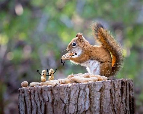 Funny Red Squirrel Print, Squirrel Photography, Funny Wall Art, Dark ...