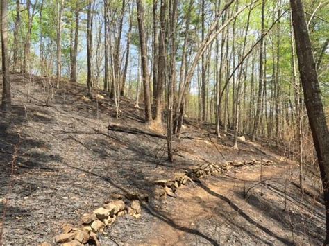 Still a Peaceful Walk, Despite Brush Fire Damage | Forest Society