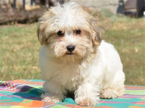 Havanese Puppies For Sale | California Street, CA #287252