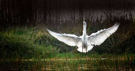 Some Everglades Birds on Behance