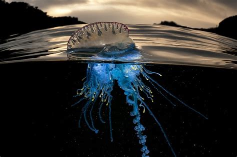 Rare Sea Creature "Over/Under" Photo Series by Matty Smith | Hypebeast