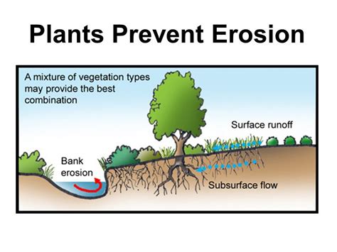 How To Control Soil Erosion | Tennessee Wholesale Nursery