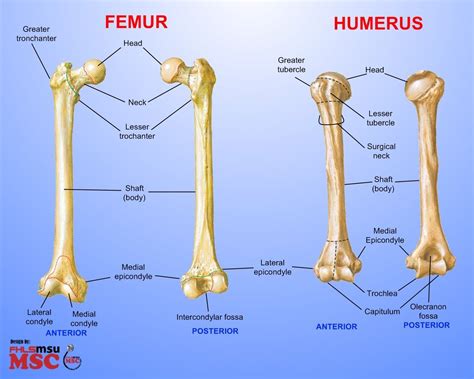 Humerus and femur side-by-side comparison | Human anatomy and physiology, Basic anatomy and ...