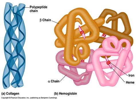 Collagen Primary Structure