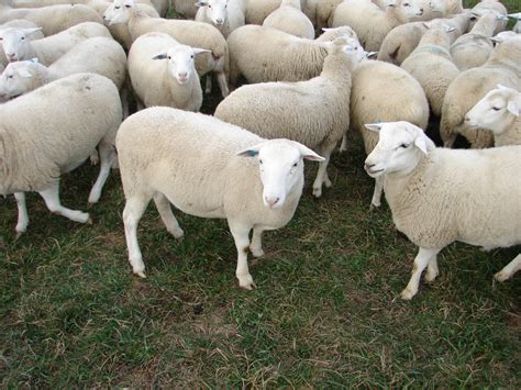 Dorper Sheep: Truths and Myths | Cornell Small Farms Program