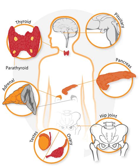 Metabolic Leader | Endocrinology