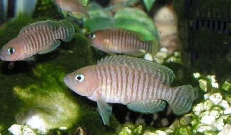 Lamprologus multifasciatus - Live Fish Direct