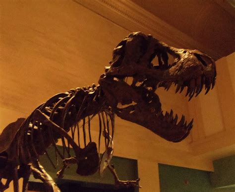 T.rex to be centerpiece of Smithsonian's new dinosaur exhibit | Things to See and Do in the ...