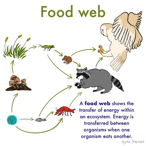 Food Chain And Food Web Similarities