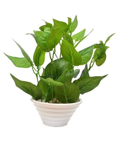 Yash Enterprises Green Money Plant Pot: Buy Yash Enterprises Green Money Plant Pot at Best Price ...