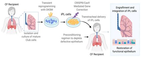 IJMS | Free Full-Text | Cell-Based Therapeutic Approaches for Cystic Fibrosis