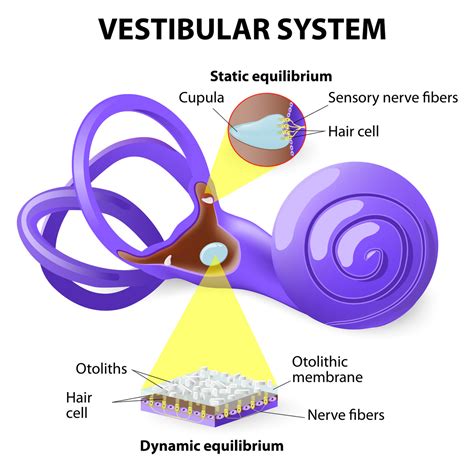 Vestibular Rehabilitation