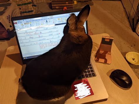 Hazel decided to help mark book reports today : Rabbits