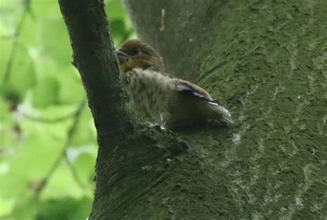 Hawfinch breeding in Norfolk 2018 | Ashley Banwell's Birding