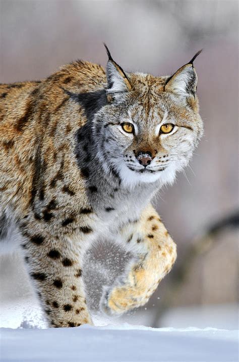 Eurasian Lynx Walking Photograph by Jasper Doest