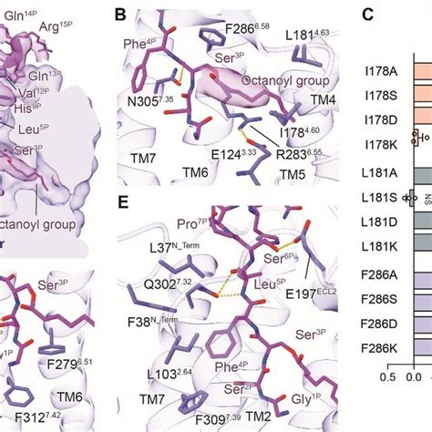 | The ghrelin-binding pocket of ghrelin receptor. a, Cross-section of ...