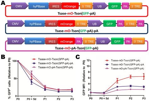 Transposition efficiency of the combination plasmid system. (A ...